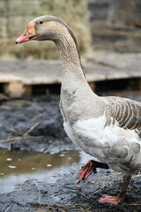 Gray goose walks on the farm