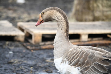 Close-up of a goose's head eye and neck