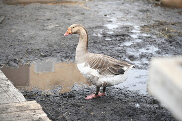 Gray goose walks on the farm