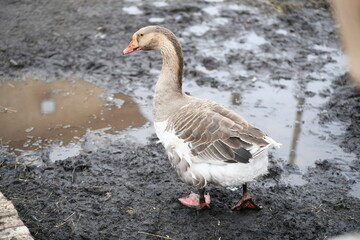Gray goose walks on the farm
