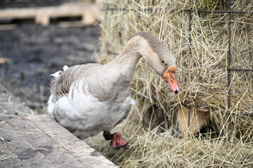 Gray goose walks on the farm
