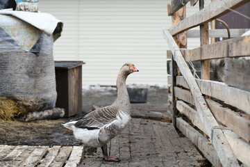 Gray goose walks on the farm