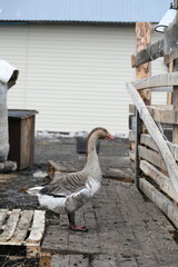 Gray goose walks on the farm