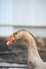 Close-up of a goose's head eye and neck