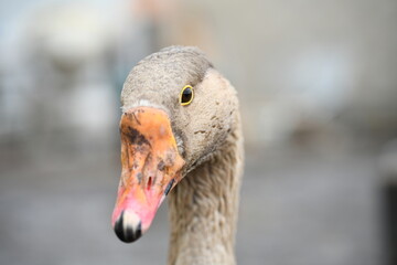 Close-up of a goose's head eye and neck