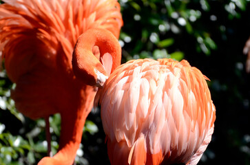 フラミンゴ