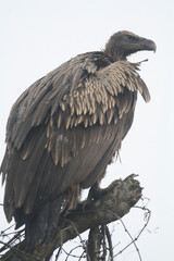 Himalayan Griffon vulture