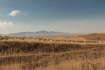 sheep in the steppe
