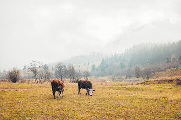 Two cows stand gracefully on the lush green field, their gentle forms contrasting against the vast...