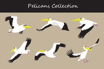 Obraz premium Pelican collection. Pelican in different poses. Vector illustration.