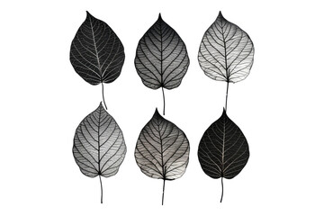 Set of silhouettes of skeleton leaves isolated on transparent background. - Powered by Adobe