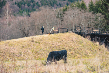A regal black cow stands proudly atop a hill covered in lush green grass, overlooking the serene...