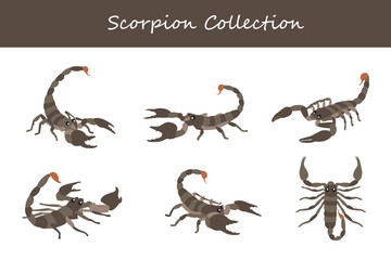 Scorpion collection. Scorpion in different poses. Vector illustration.