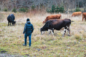 A person standing peacefully in a vast field, surrounded by a herd of grazing cows under the open...
