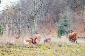 A majestic herd of cattle gracefully stands on top of a lush, grass-covered field under a clear sky