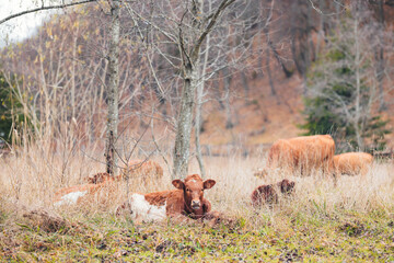 A harmonious scene unfolds in a vibrant field as a majestic herd of cattle peacefully stand and...