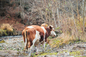 A beautiful brown and white cow stands peacefully by the tranquil river bank, its reflection...