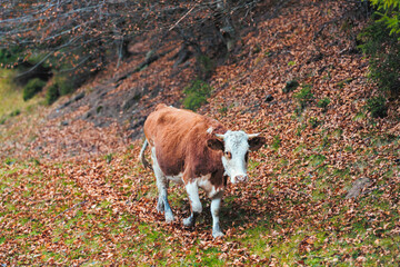 A magnificent brown and white cow standing gracefully atop a lush green field, exuding an air of...