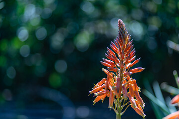 orange flower in the garden