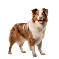 Fototapeta premium Happy Australian Shepherd Dog Standing Isolated