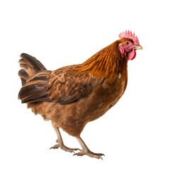 Beautiful Brown Hen Isolated on Transpart Background