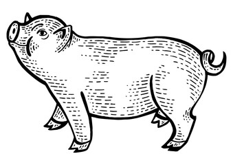 Piggy animal sketch engraving PNG illustration. Scratch board style imitation. Black and white hand drawn image.