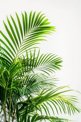 Lush Green Palm Fronds Against White Background