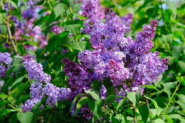 Close up of branch with blooming flowers of lilac (Syringa) tree.