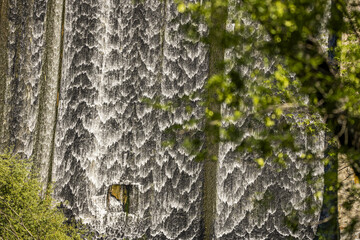 Swampy areas are characterized by their saturated soils and borrowed moving waters