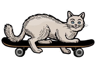 Domestic cat pet ride on skateboard color sketch engraving PNG illustration. Scratch board style imitation. Black and white hand drawn image.
