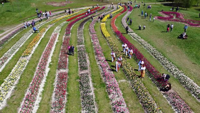 Landscape park with a lot of tulips. Many people walking in a landscaped park between rows of many growing tulips on a sunny spring day. People enjoy colorful blooming flowers tulips Aerial drone view