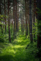 Sunlight filtering through forest trees, casting shades of green on the ground