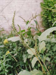 Dense dark green leaves in the garden. Emerald green leaf texture. Nature abstract background. Tropical forest. Above view of dark green leaves with natural pattern. Tropical plant wallpaper. Greenery
