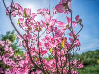 Flowering dogwood shrub in blossom