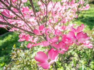 Flowering dogwood shrub in blossom