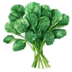 Fototapeta premium delicious and fresh Tatsoi ,illustration watercolor 