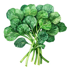 Fototapeta premium delicious and fresh Tatsoi ,illustration watercolor 
