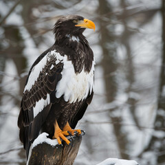 Photo stellers sea eagle in nature