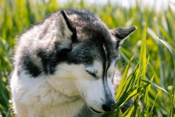 Horizontal photo peaceful Siberian Husky relaxing in the grass. Animals concept.