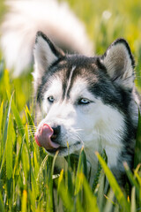 Vertical photo Siberian Husky enjoying a sunny day in the field. Animals concept.