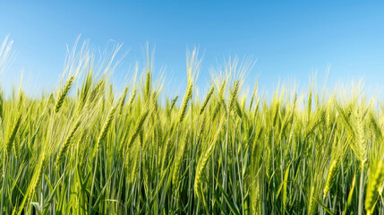 Fototapeta premium Barley fields wave in the wind under a clear blue sky