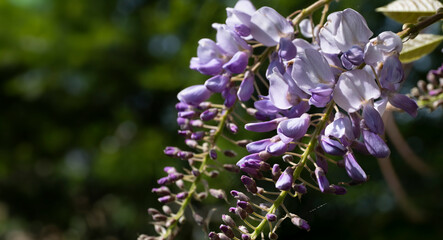 Beautiful hanging Blue Rain Wisteria flowers in a garden with blurred green background. Copy space
