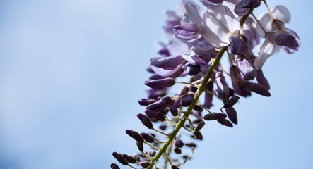 Hanging Blue Rain Wisteria flowers at blue sky background. Copy space
