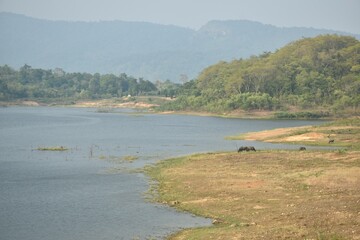 Thai buffalo feeding grass on field at Klong bot water reservoir lake in Thailand