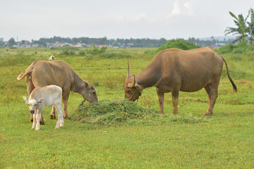 Mother buffalo and baby buffalo are eating grass in the field, mother buffalo and baby buffalo are playing