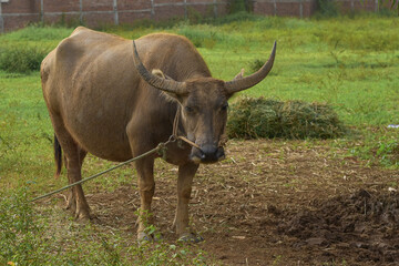 Male buffalo in the pasture, Buffalo eating grass, Buffalo farmer