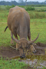 Obraz premium Male buffalo in the pasture, Buffalo eating grass, Buffalo farmer