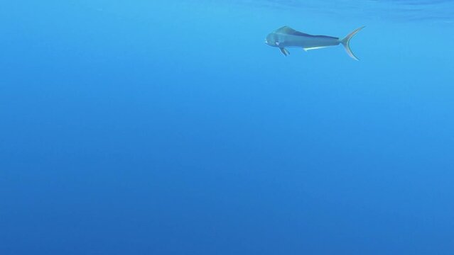 Mahi Mahi / Dorado - underwater