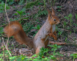 A series of images of a squirrel living in a forest. The mischievous animal poses. Summer, sunny day. Coniferous forest. Background blur