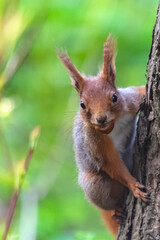 A series of images of a squirrel living in a forest. The mischievous animal poses. Summer, sunny day. Coniferous forest. Background blur